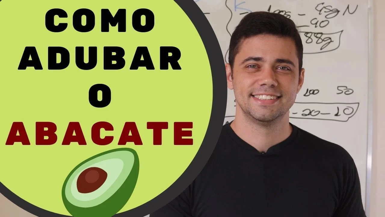 "Abacate: dicas de adubação" 14 abacate dicas de adubacao