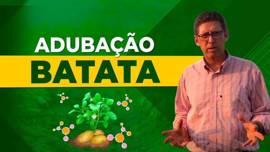 Adubação Eficiente na Batata 4 adubacao eficiente na batata