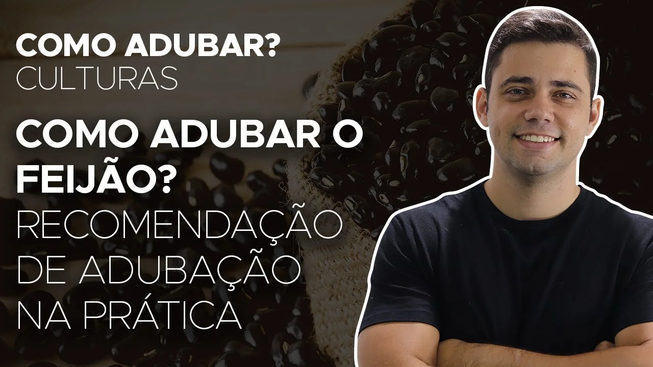 adubando o feijao com eficacia