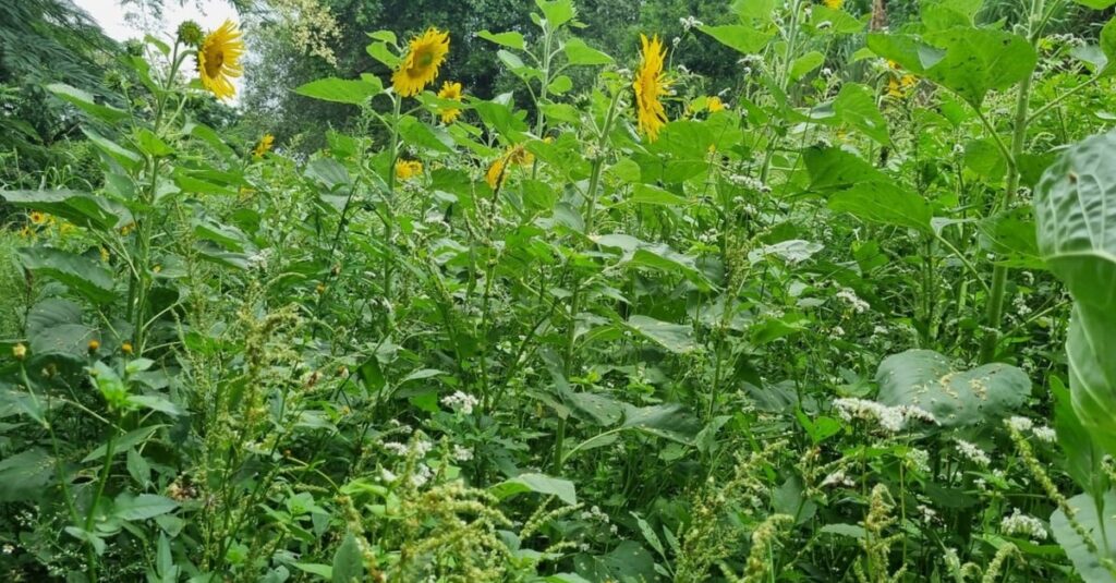 Adubos verdes de girassol e trigo mourisco potencializam oferta de recursos florais