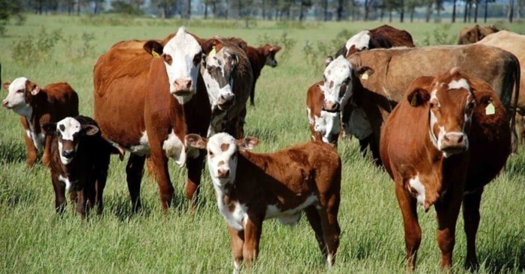 setores da agropecuária mostram preocupação com aumento de tributos