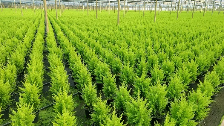 Alcance um crescimento de 8% em 2023 com nossas flores! 6 alcance um crescimento de 8 em 2023 com nossas flores 1