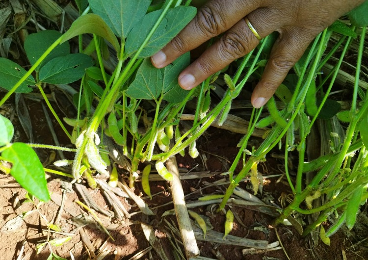 alerta indice vegetacao soja queda