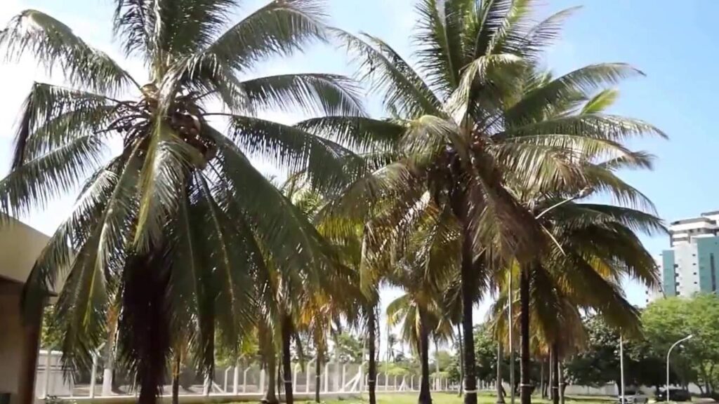 Alerta para o ácaro vermelho em bananeiras, coqueiros e outras palmeiras 16 ácaro