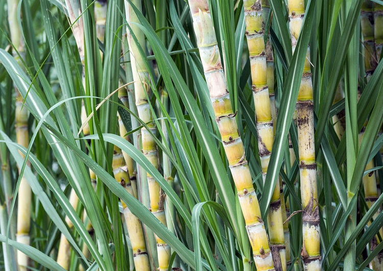 Cana-de-açúcar: produtividade +21,5% 7 Cana-de-açúcar: produtividade +21,5%