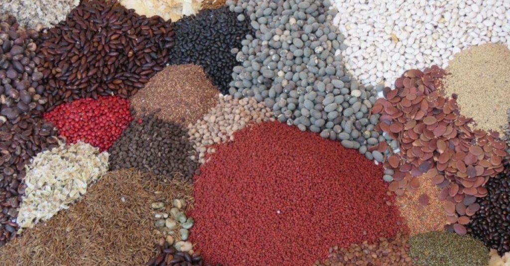 Amaggi amplia uso da ‘muvuca’ para restaurar áreas degradadas