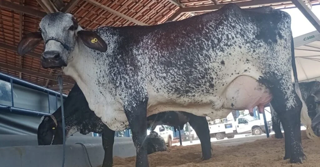 Ana Lú: Campeã do Torneio Leiteiro da Expoferr 10 Vaca Ana Lú é campeã do 1º Torneio Leiteiro da Expoferr