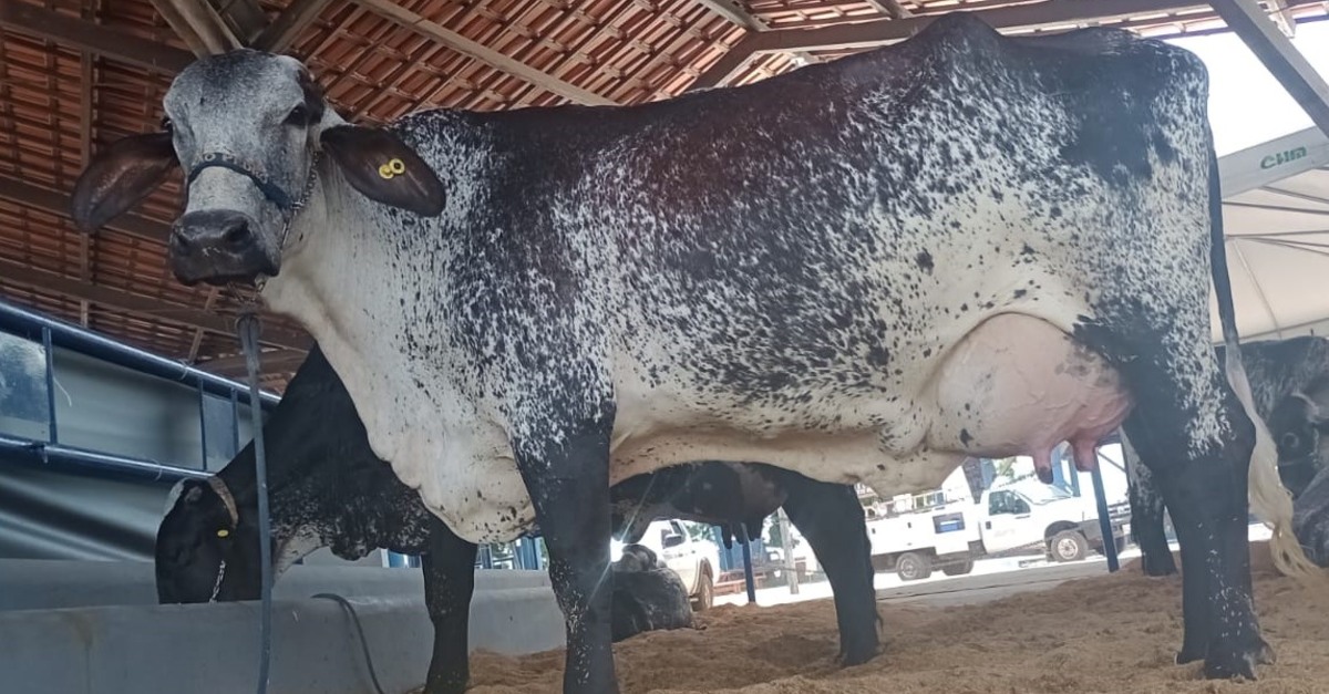 Ana Lú: Campeã do Torneio Leiteiro da Expoferr