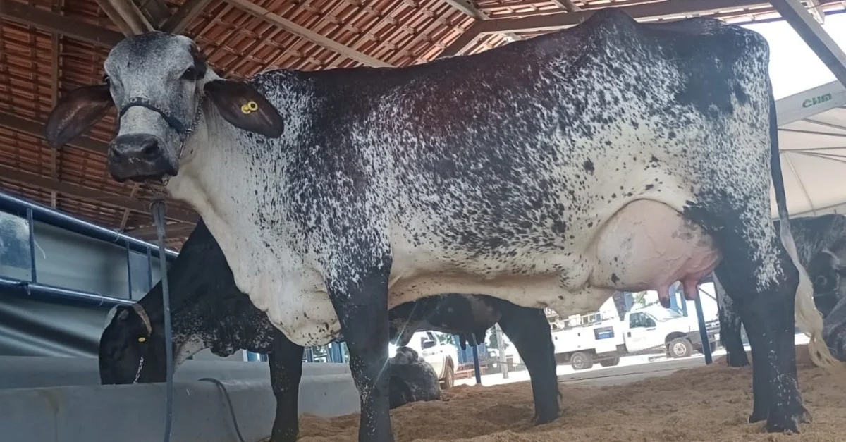 Vaca Ana Lú é campeã do 1º Torneio Leiteiro da Expoferr