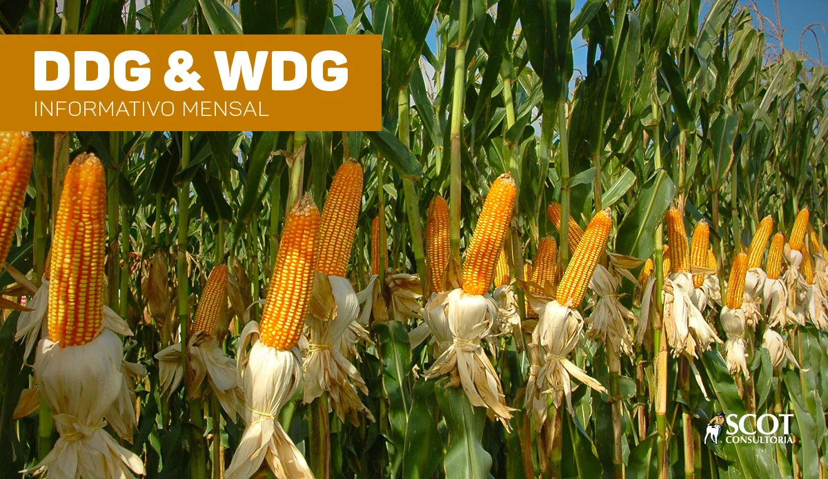 analise mensal ddg wdg 1