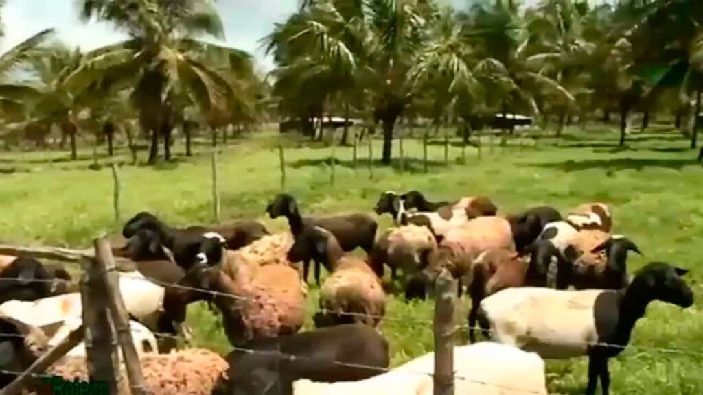 animais coco e gliricidia produzidos no mesmo espaco