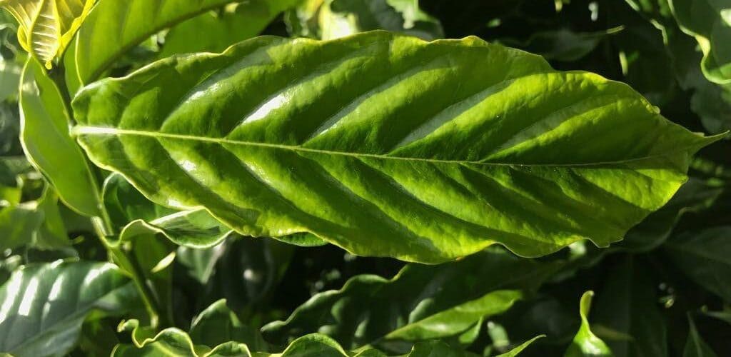 Arábica vs Canephora: conheça as diferenças das espécies de café