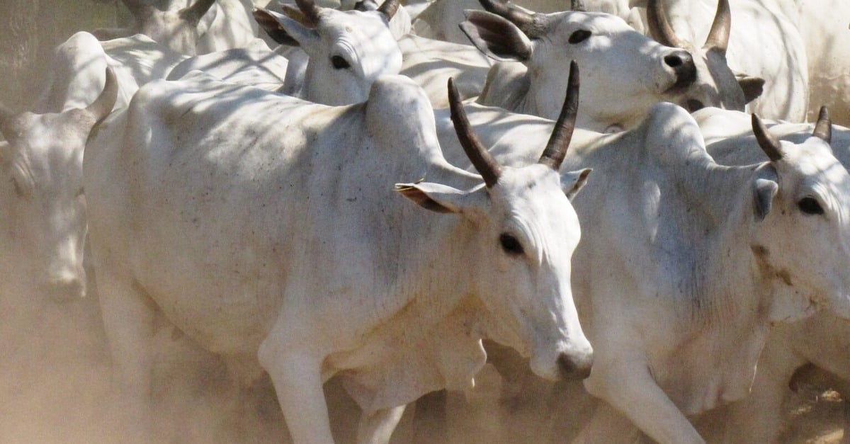 Arroba do boi em alta no Brasil! 7 Arroba do boi em 2023: abate recorde limita preços