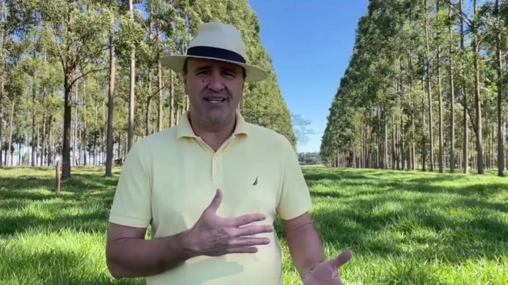 Árvores integradas à pecuária melhoram a qualidade do pasto 4 arvores integradas a pecuaria melhoram a qualidade do pasto