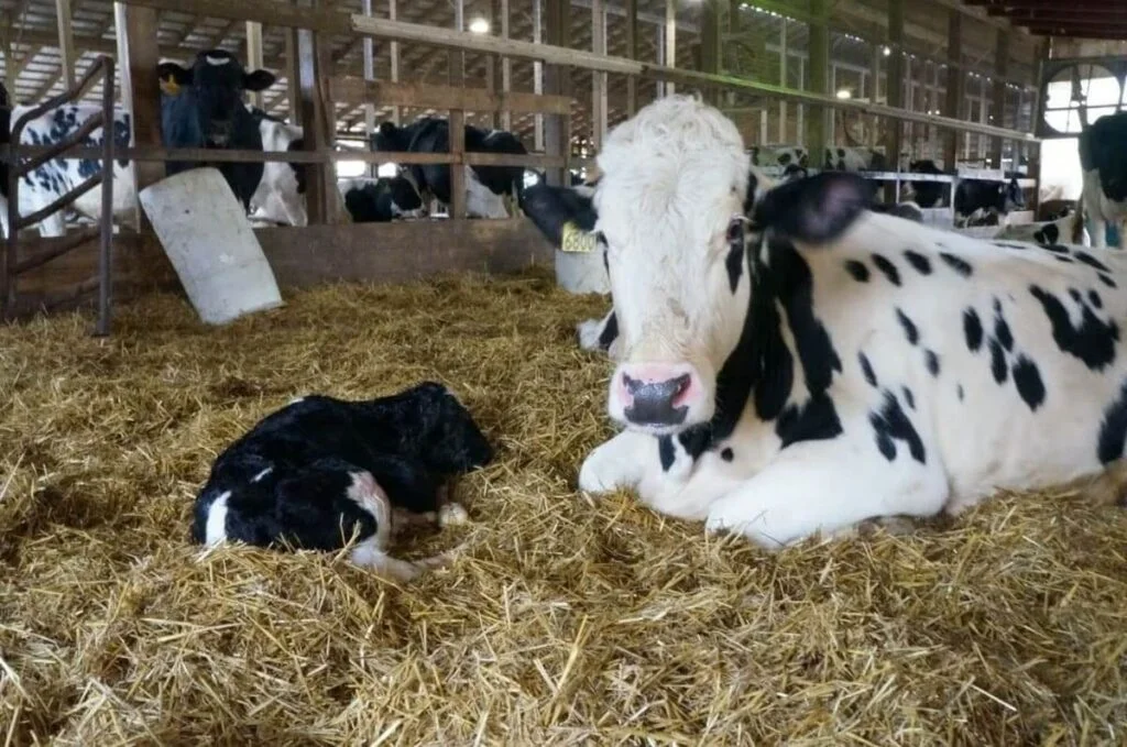 o que é e quais aspectos de manejo influenciam