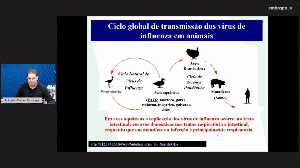 aula aves migratorias e surtos recentes de influenza aviaria em outros paises