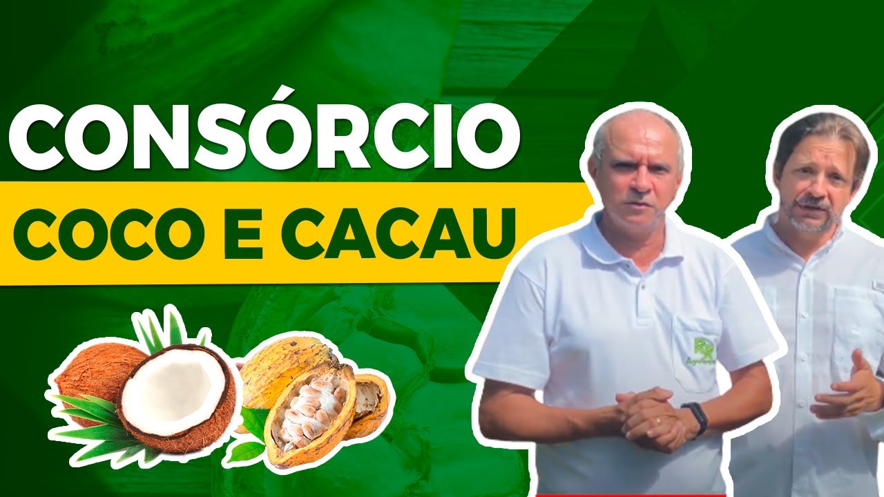 Aumente lucros com coco e cacau juntos