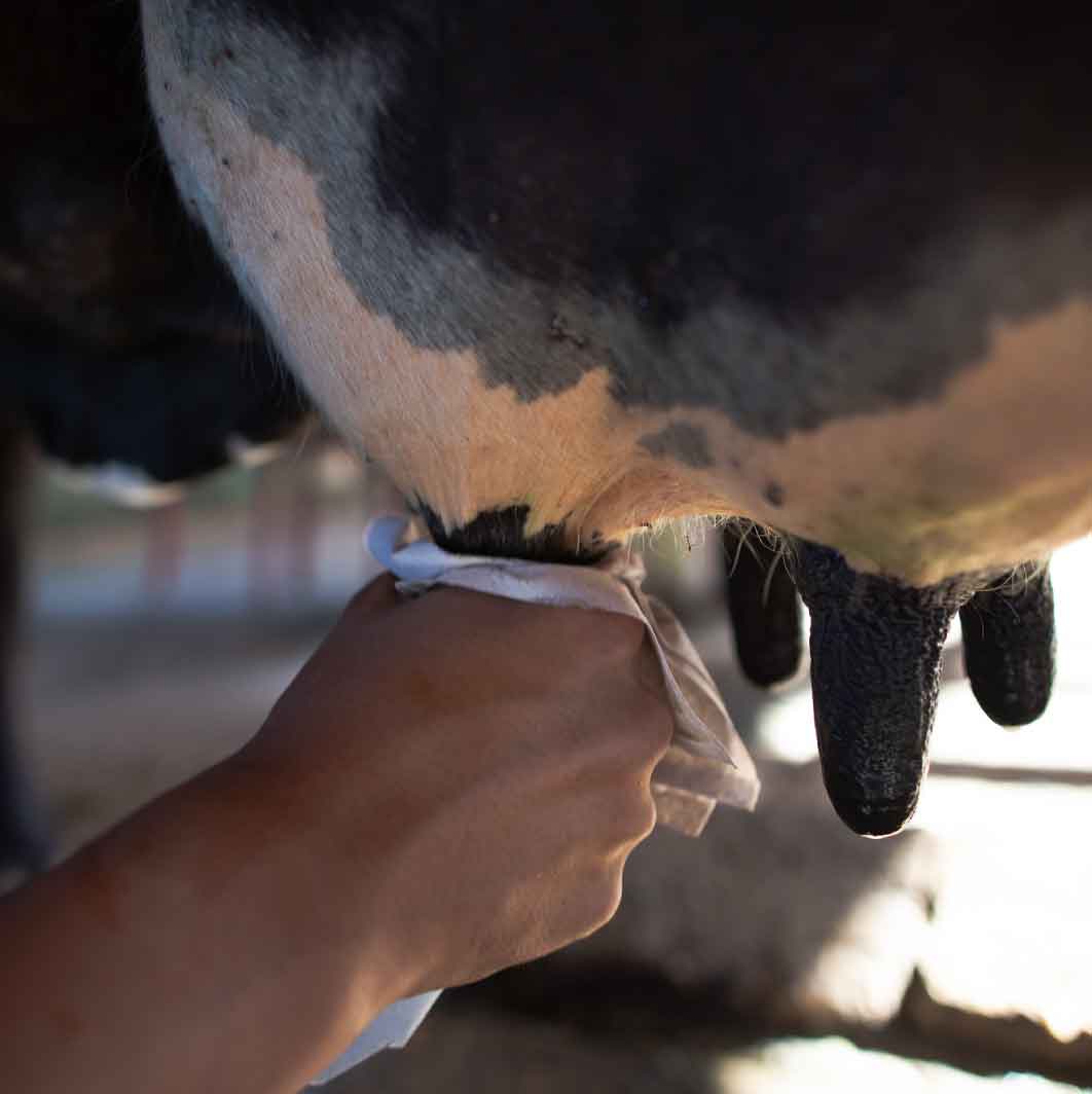 Avanços tecnológicos na produção de leite