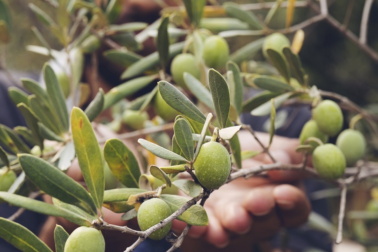 azeitona clima inflaciona azeite 1