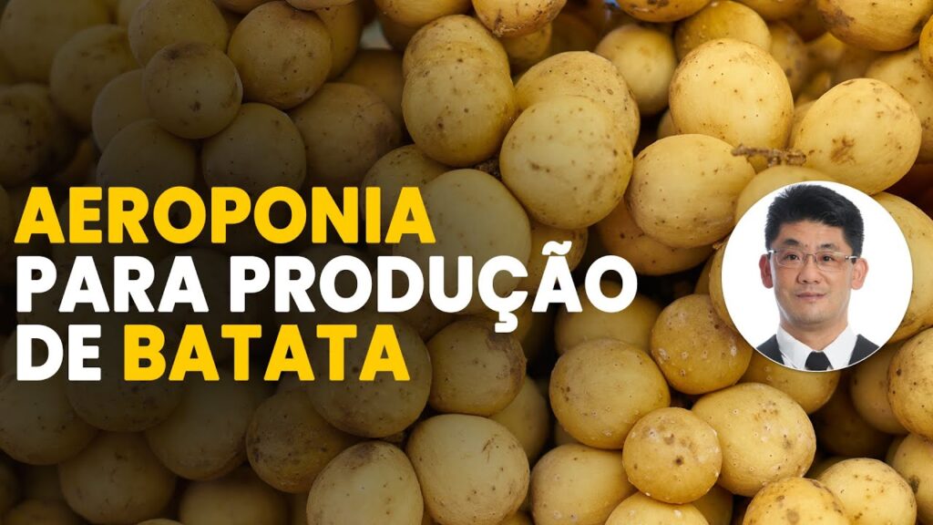 batata semente aeroponia inovadora