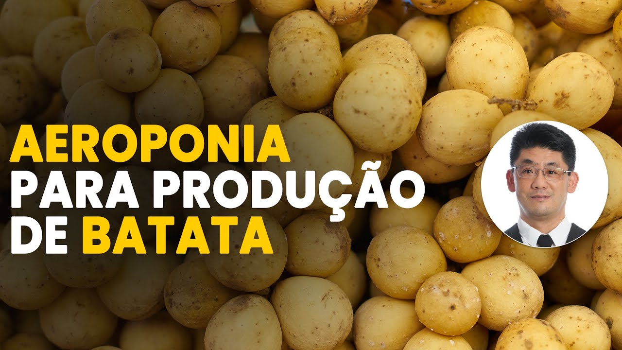 batata semente aeroponia inovadora