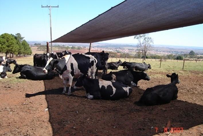 Benefícios da sombra para vacas leiteiras 30 Facebook