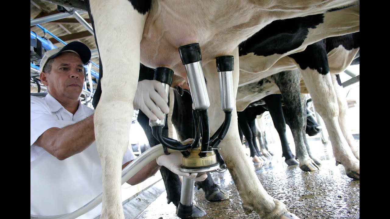 Boas práticas em qualidade do leite - Manejo de Ordenha 1 Boas práticas em qualidade do leite – Manejo de Ordenha