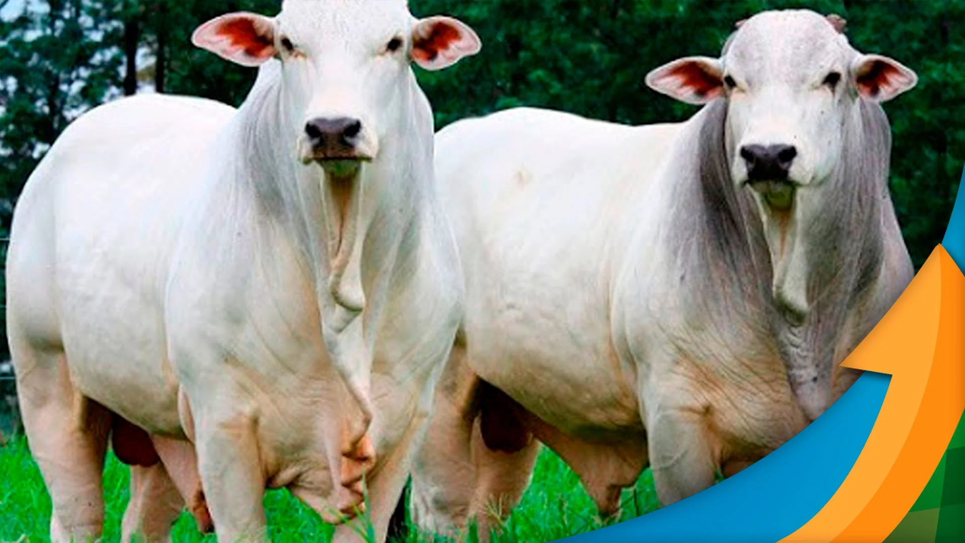 Boi a pasto ou confinamento: plano para 2024 16 Boi a pasto X Confinamento: Como planejar o início de 2024