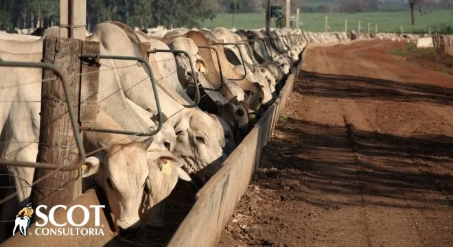 Boi: Cotações Estáveis em SP