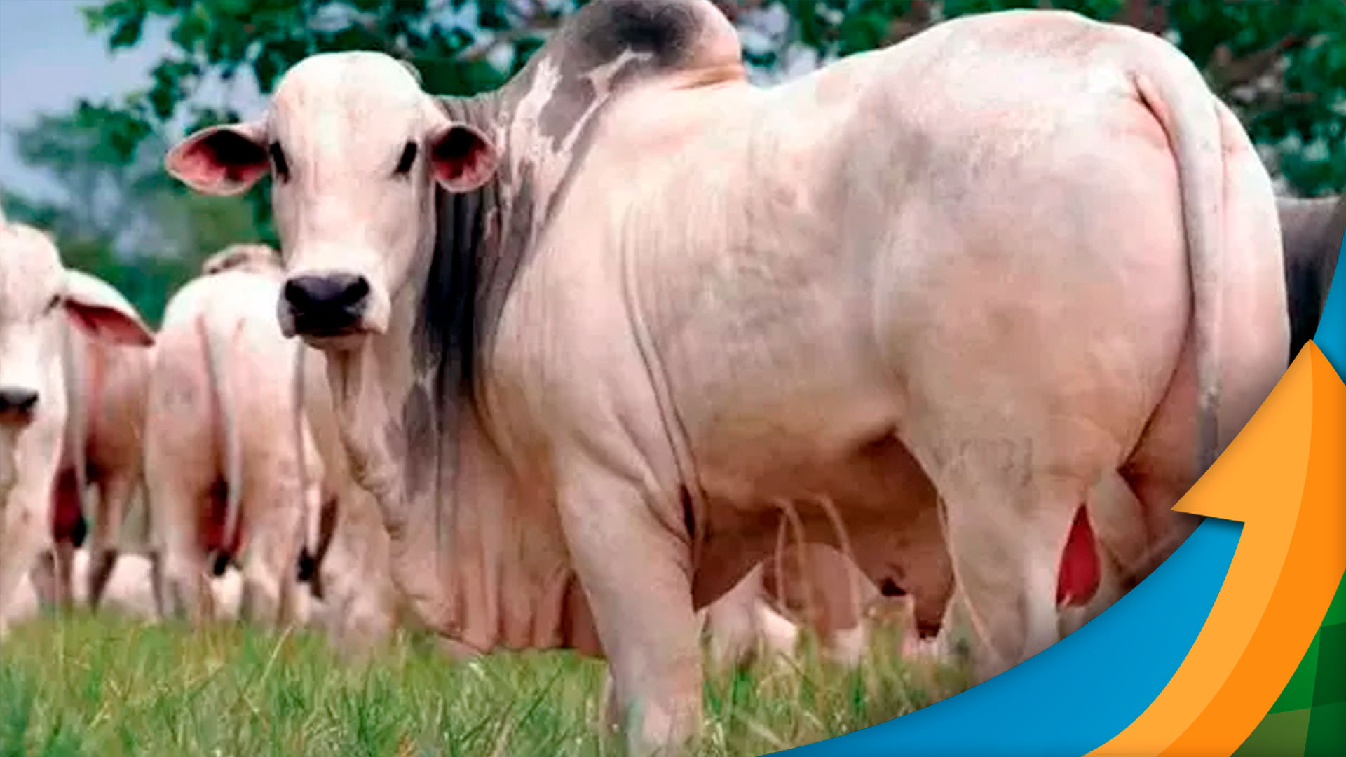 Boi gordo atinge R$ 250/ em 2023, garantindo lucros