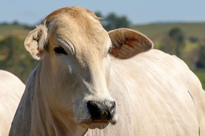 mercado futuro do boi gordo