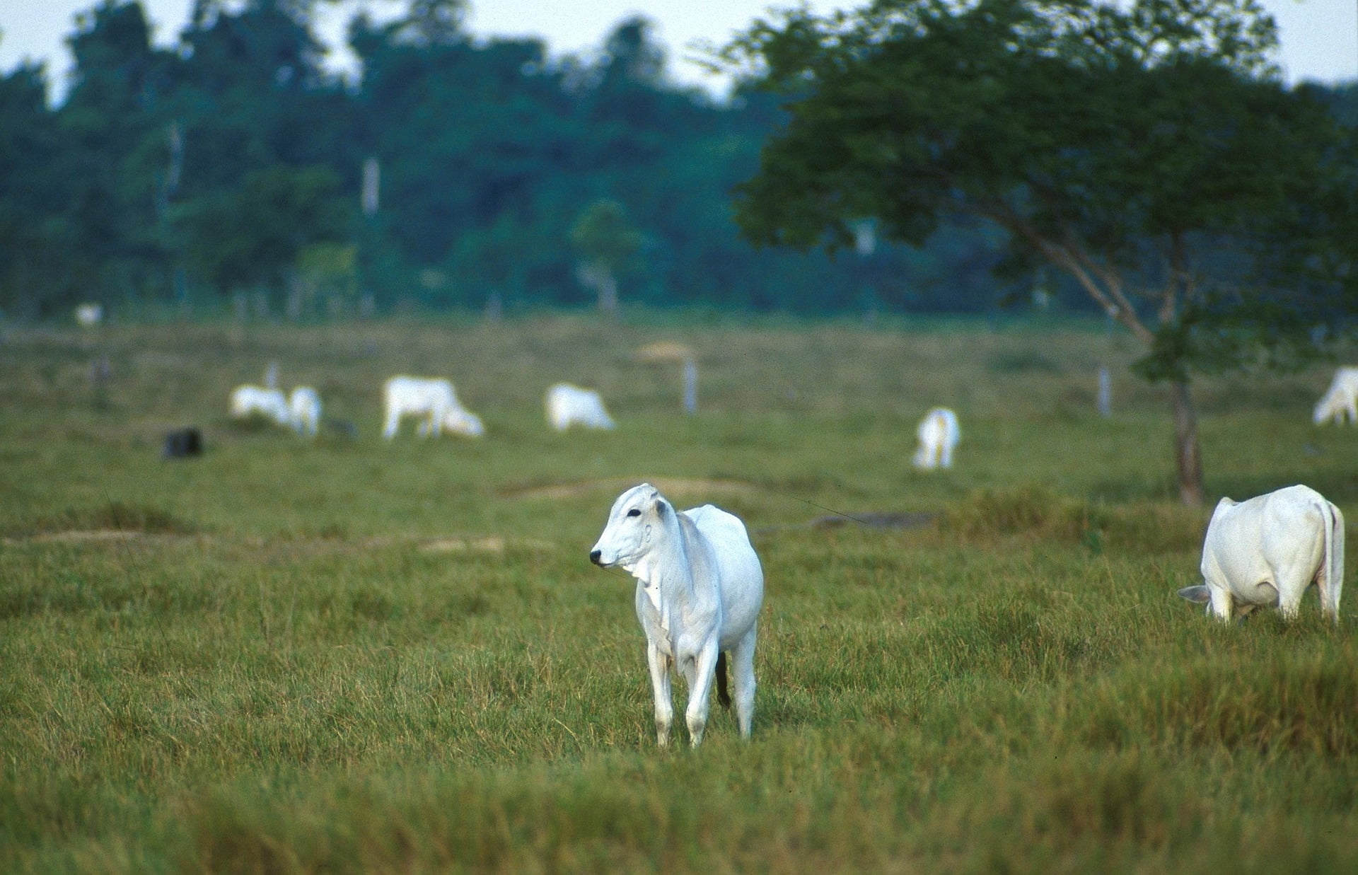 A foto mostra alguns bois da raça nelore no pasto.