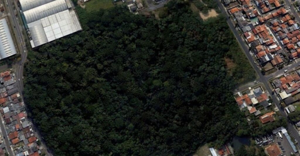 Bosque urbano: reduz 4°C de temperatura! 30 Bosque urbano reduz temperatura em até 4°C; confira