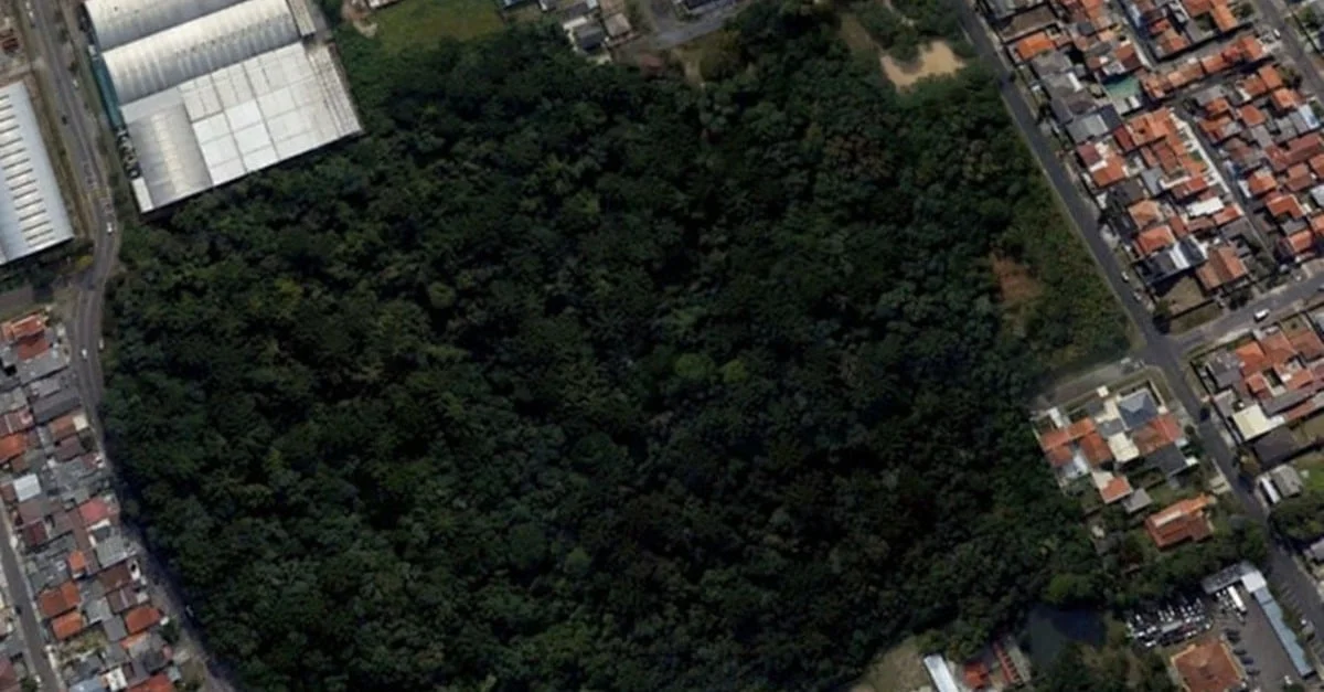 Bosque urbano: reduz 4°C de temperatura! 19 Bosque urbano reduz temperatura em até 4°C; confira