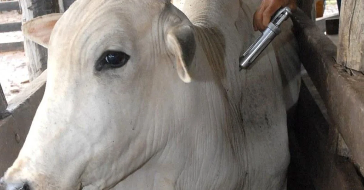 Febre Aftosa- Estados livres de aftosa? Curioso! 4 vacinação é suspensa em mais 7 estados