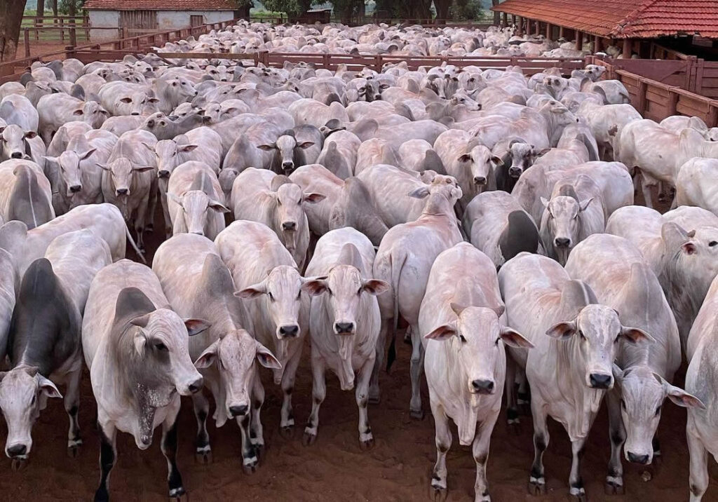 Confira o TOP 10 maiores rebanhos mundiais; Veja a posição do Brasil