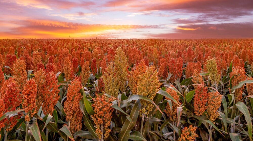 Brasil pode se tornar terceiro maior produtor mundial de sorgo