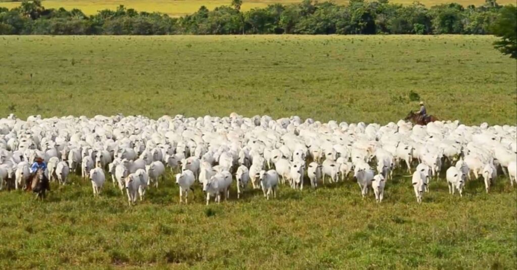 Brasil deverá bater recorde em produção de carne em 2024