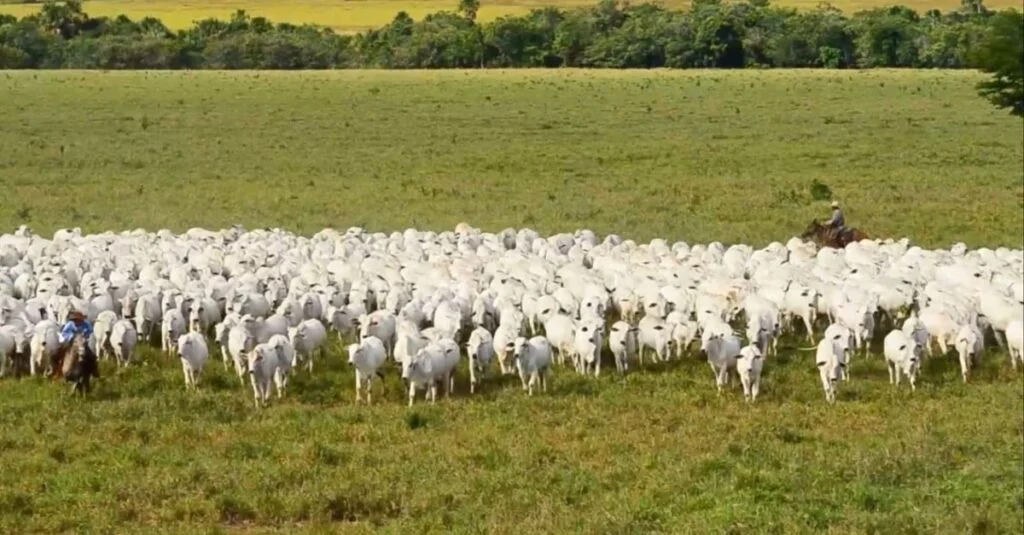 Brasil: recorde na produção de carne em 2024 2 Brasil deverá bater recorde em produção de carne em 2024