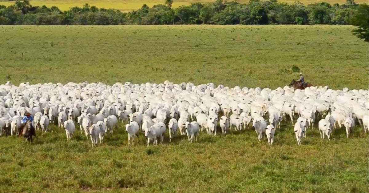 Brasil: recorde na produção de carne em 2024