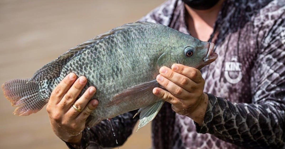 Brasil não vai importar tilápia do Vietnã, diz ministro