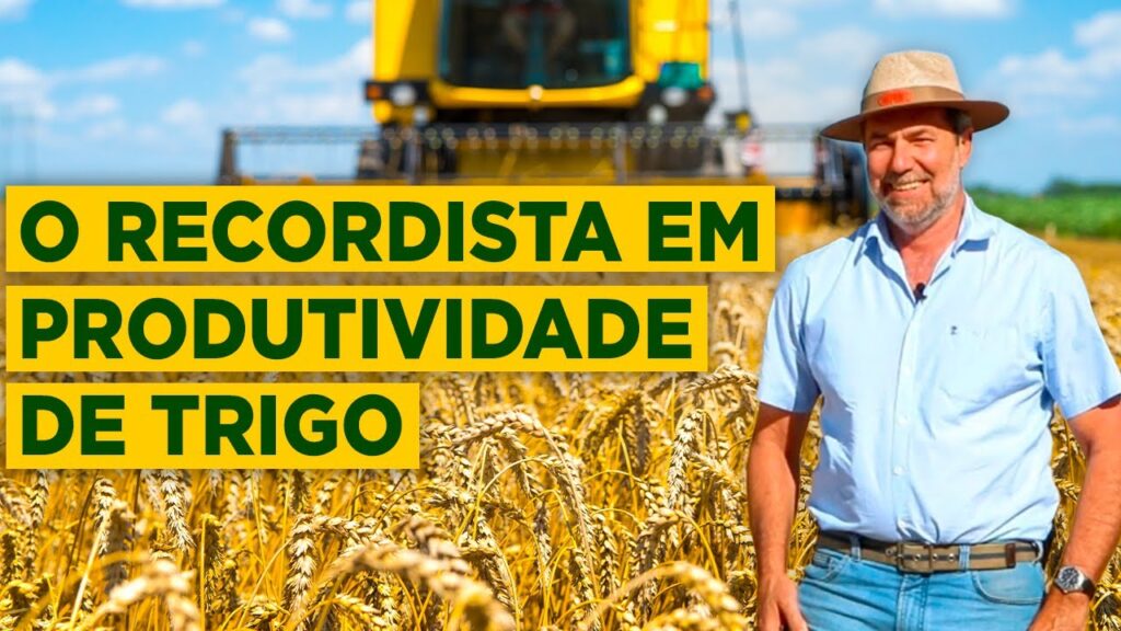 brasileiro bate recorde de produtividade de trigo