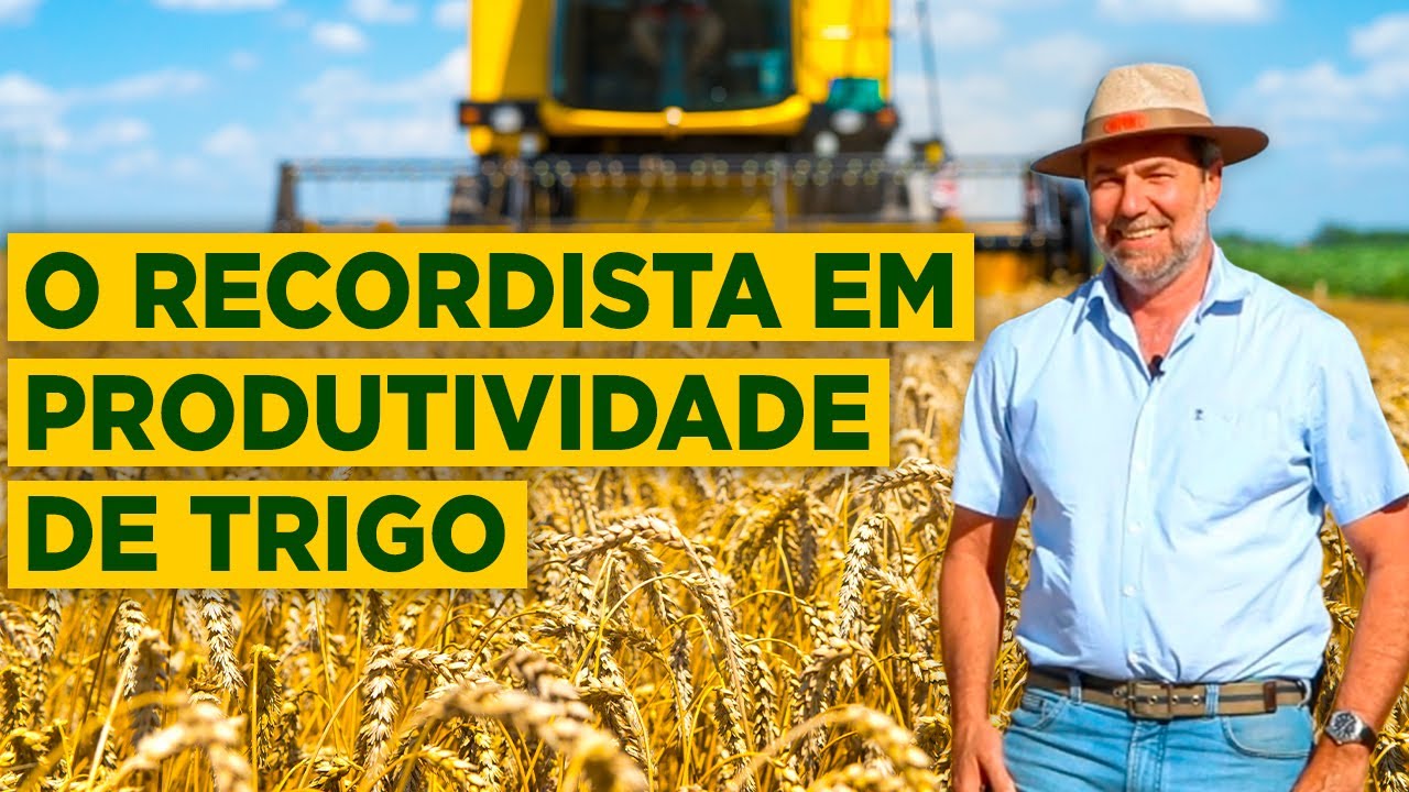 Brasileiro bate recorde de produtividade de trigo