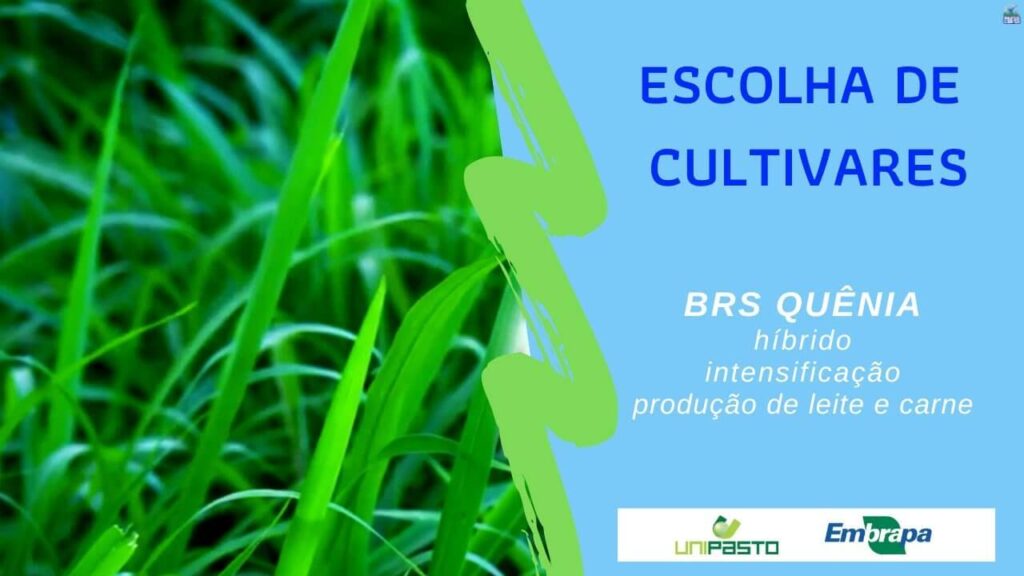 brs quenia cultivar produtiva e de porte intermediario