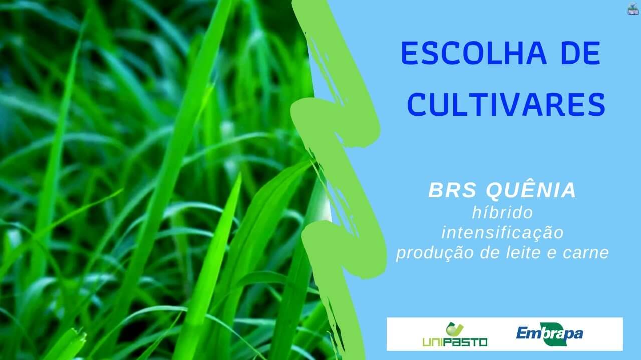 brs quenia cultivar produtiva e de porte intermediario