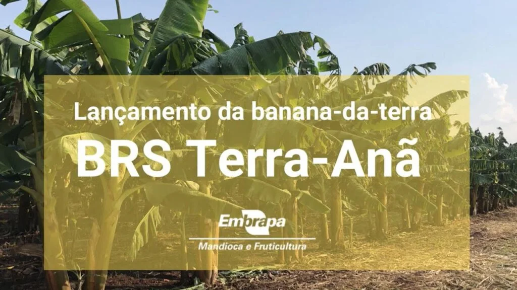 brs terra ana nova variedade de banana da terra altamente produtiva