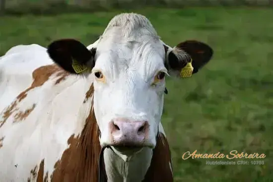 brucelose em vacas leiteiras