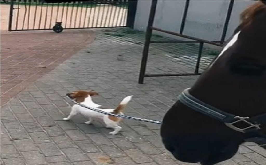 Cachorrinho assume a guia de cavalo e encanta a web