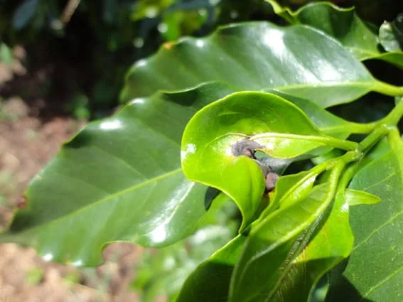 Café Arábica: Prevenção e Controle de Doenças 83 Facebook