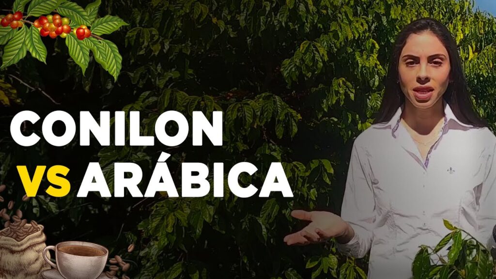 cafe conilon x cafe arabica diferencas essenciais